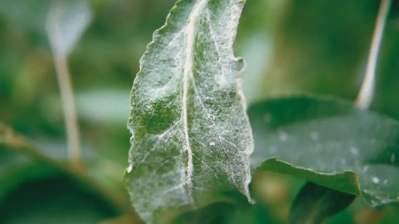 Feuille de pommier atteinte par l'oidium, recouverte d'une poudre blanche caract&eacute;ristique.