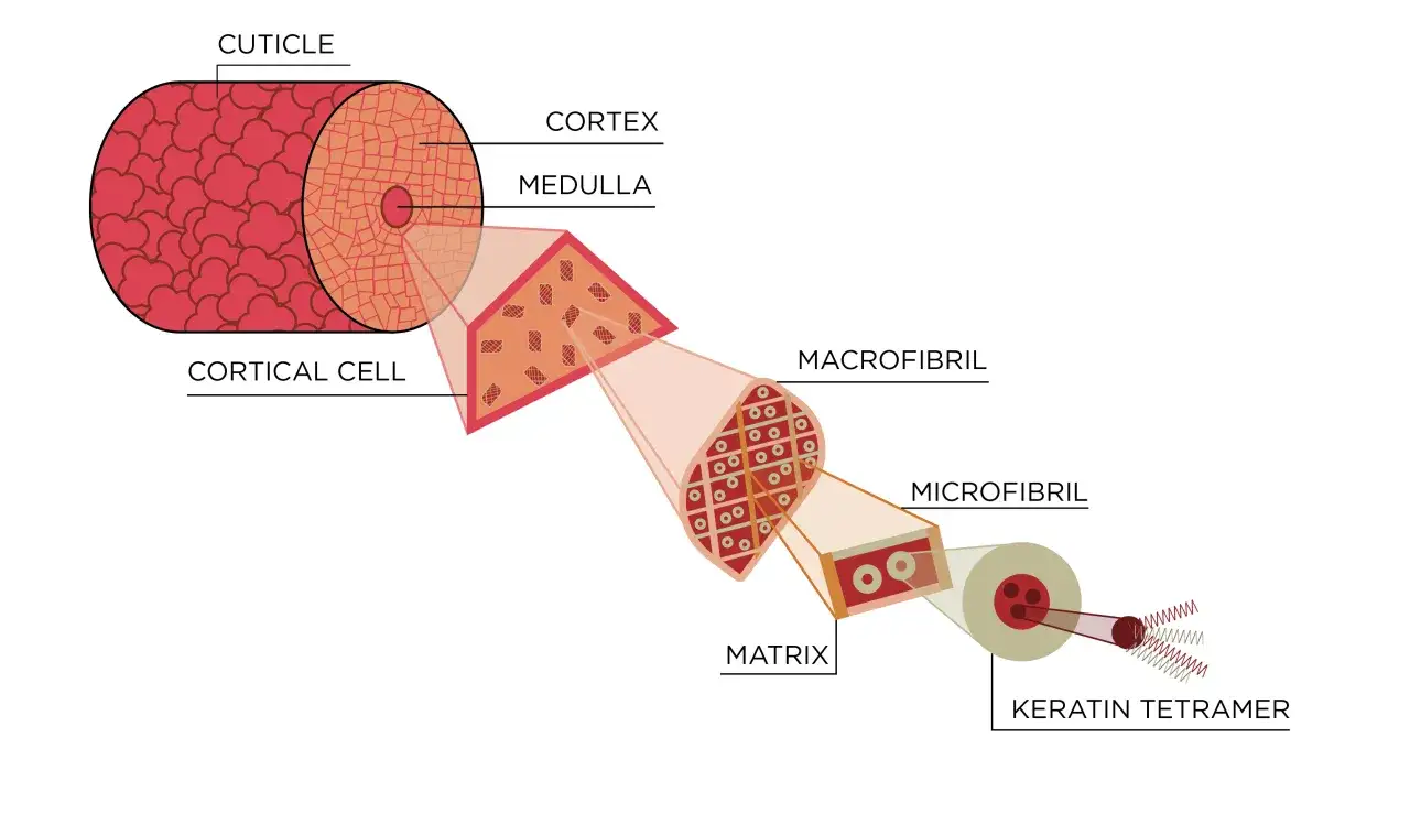 Struttura del capello: dalla cuticola alla cheratina, proteina fondamentale per la sua forza e integrità.