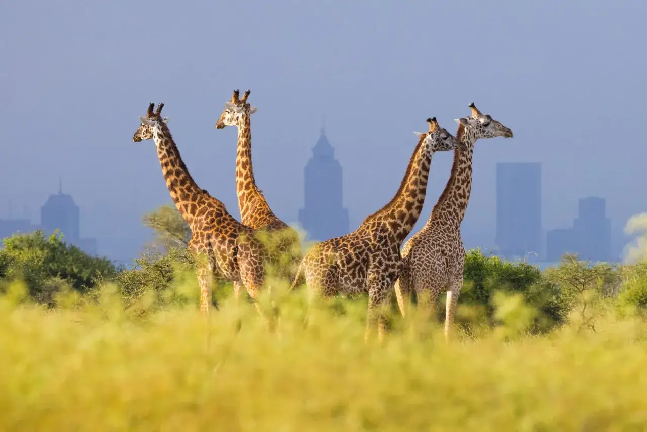 Stado żyraf na tle panoramy Nairobi, głównego miasta Kenii.
