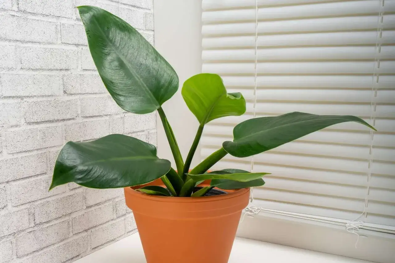 Philodendron Imperial Green w pomarańczowej doniczce, z dużymi, błyszczącymi liśćmi, na tle białej cegły i żaluzji.