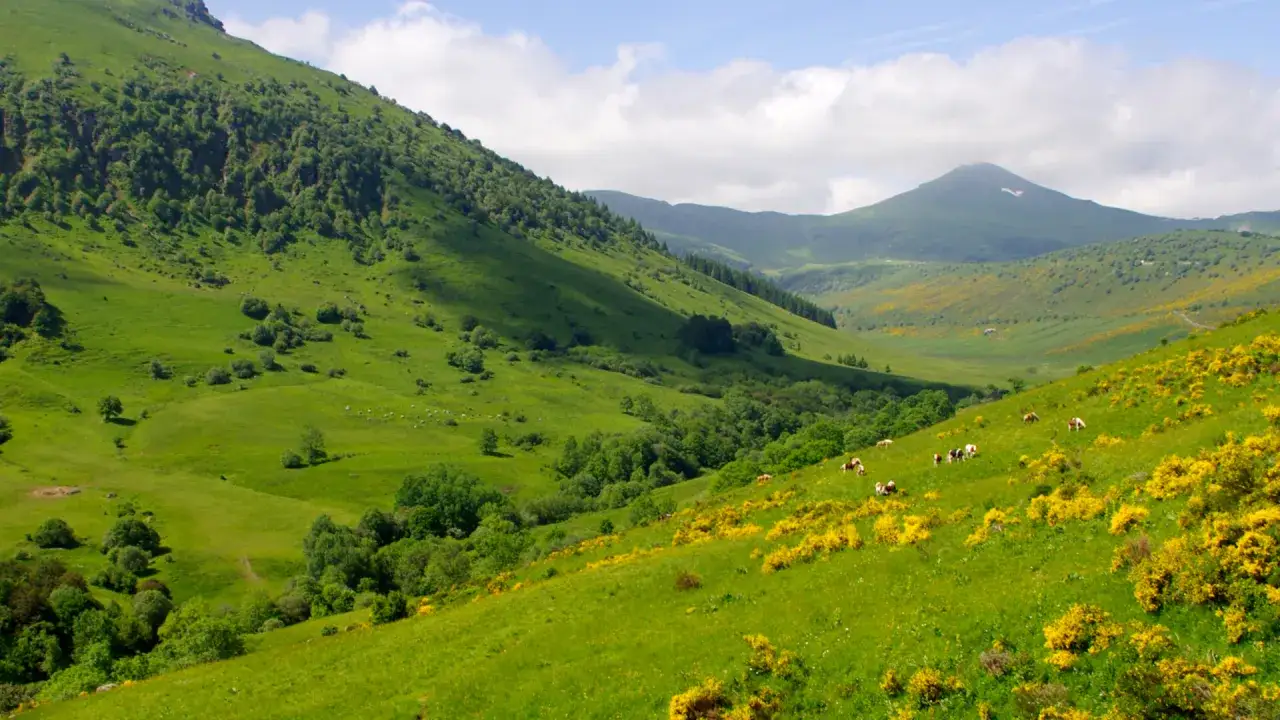 Vaste paysage verdoyant avec des vaches paissant dans un champ fleuri de genêts, gr 400.