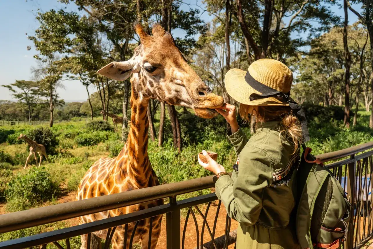 Kobieta w kapeluszu karmi żyrafę z ręki. Niezapomniane atrakcje Nairobi.