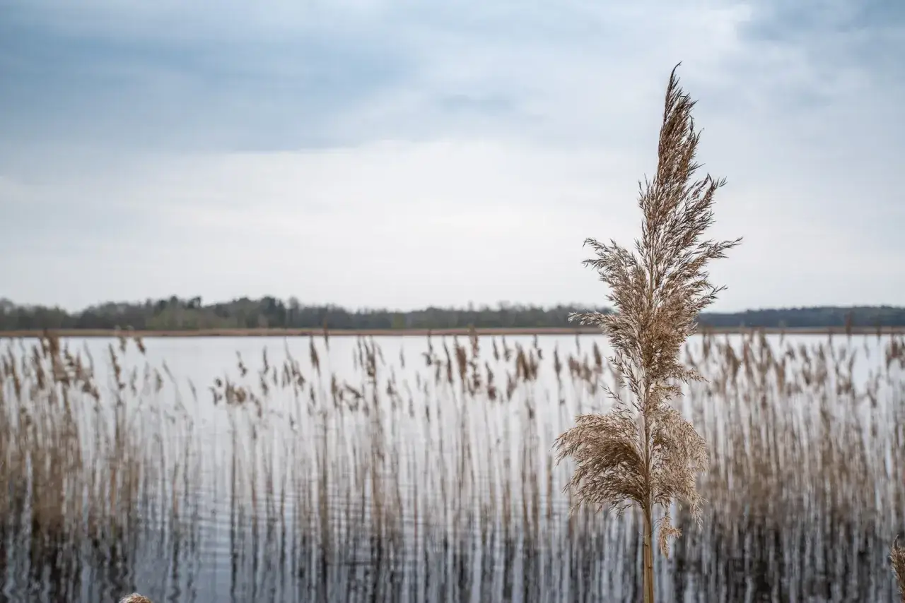 Sucha trzcina nad jeziorem, tworzy naturalną ścieżkę perehod.