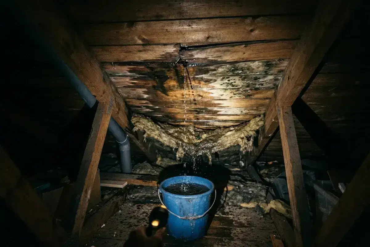 Vatten droppar fr&aring;n ett skadat tak ner i en bl&aring; hink. Isolering h&auml;nger ner och m&ouml;gel syns p&aring; tr&auml;bj&auml;lkarna. Dags att laga taket!