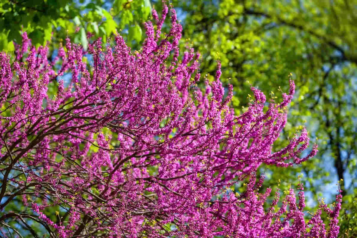 Magnifique arbre de Jud&eacute;e en pleine floraison, ses branches charg&eacute;es de fleurs roses &eacute;clatantes contrastent avec le feuillage vert tendre et le ciel bleu.