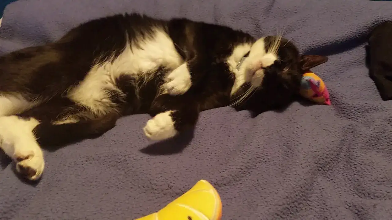 Un gato blanco y negro duerme profundamente sobre una manta morada, acurrucado junto a un juguete colorido. Quizás sueña con ratones o con la próxima siesta, ¡quién sabe qué sueñan los gatos!