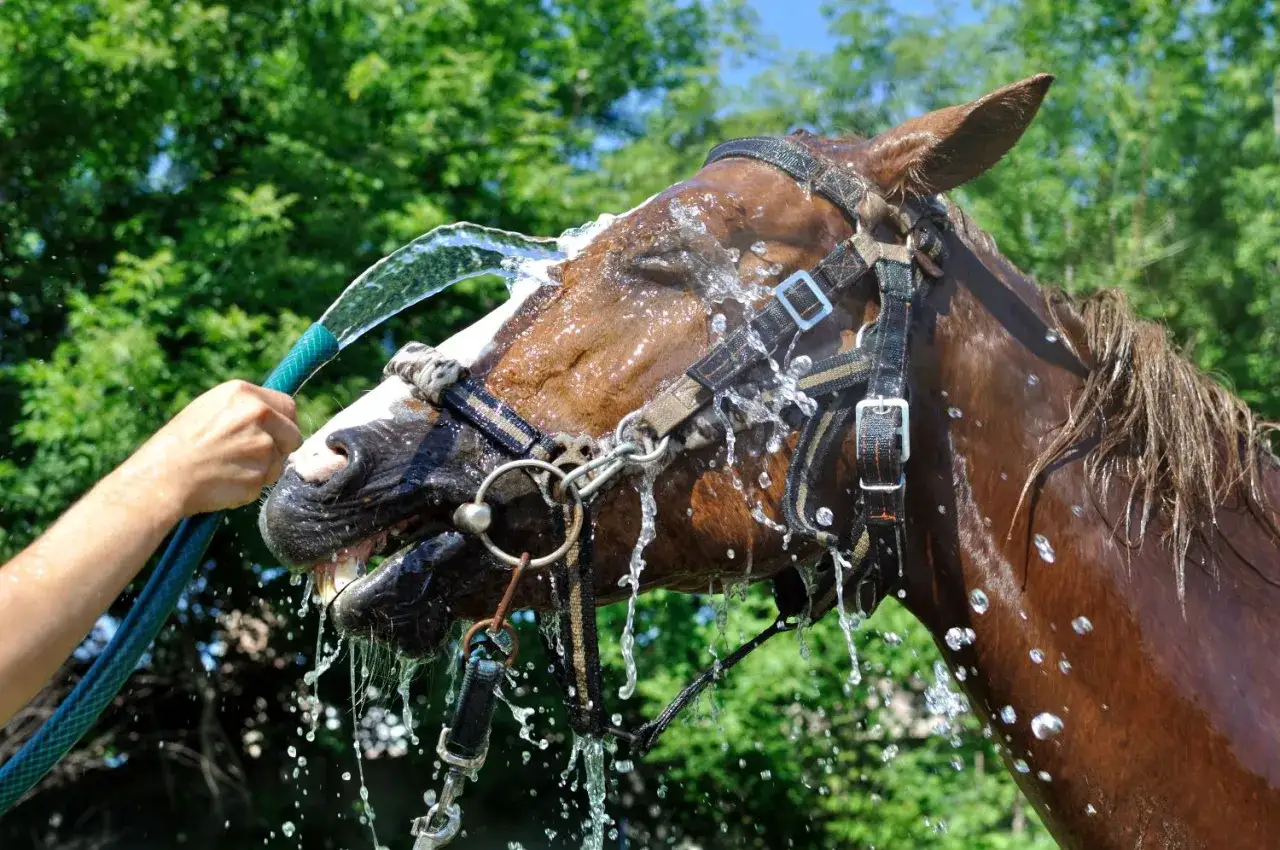 Un cheval qui transpire sans rien faire, reçoit une douche rafraîchissante d'un tuyau d'arrosage. L'eau ruisselle sur son pelage brun et sa tête.