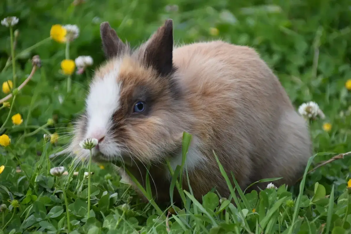 Un adorable conejo mini toy adulto, con ojos azules y pelaje marrón y blanco, explora un prado verde lleno de flores silvestres.