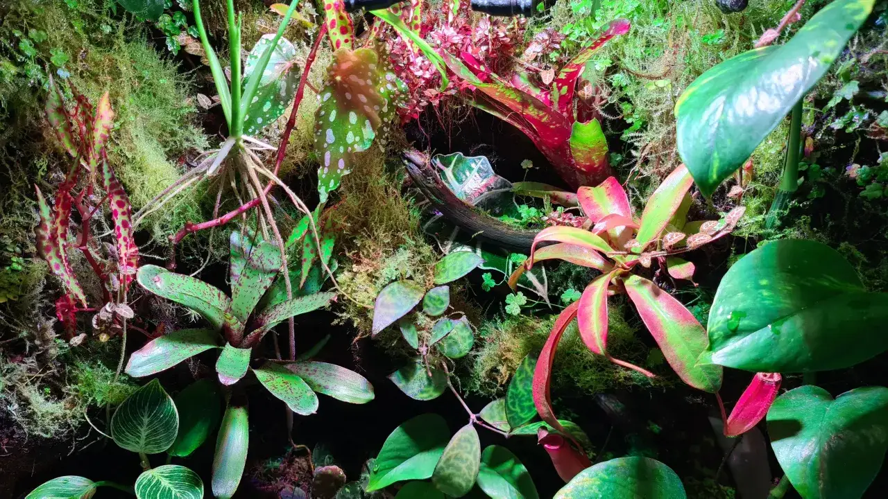 różne typy roślin do terrarium