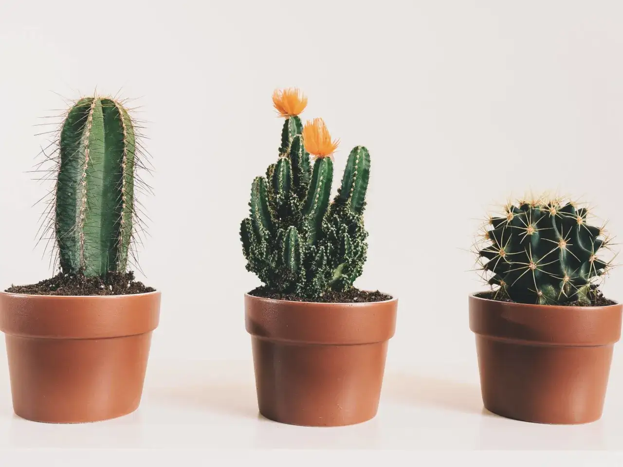 Tres cactus en macetas de terracota. Aprende como cuidar un cactus para que florezca as&iacute;.
