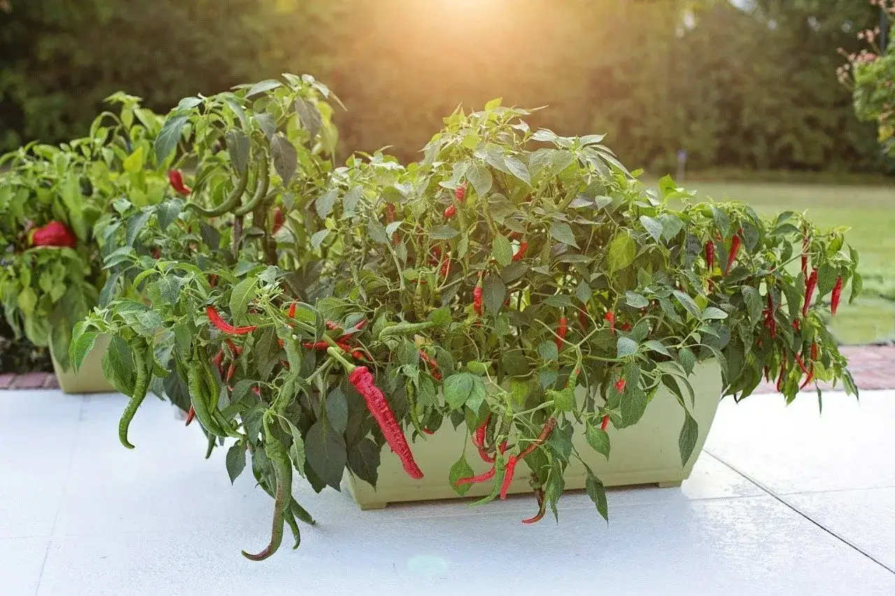 Krzewy obficie obsypane papryką chili, zarówno zieloną, jak i czerwoną, w słonecznym ogrodzie.