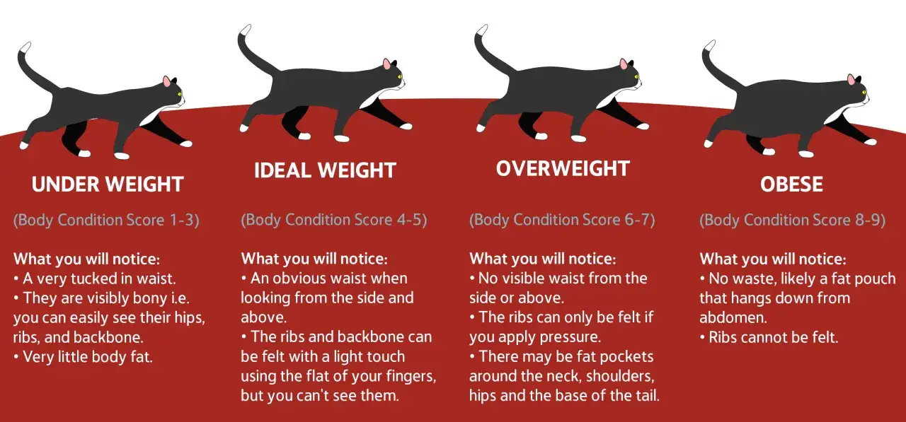 Illustration comparing cat body conditions: underweight, ideal, overweight, and obese. The obese cat has a fat pouch.