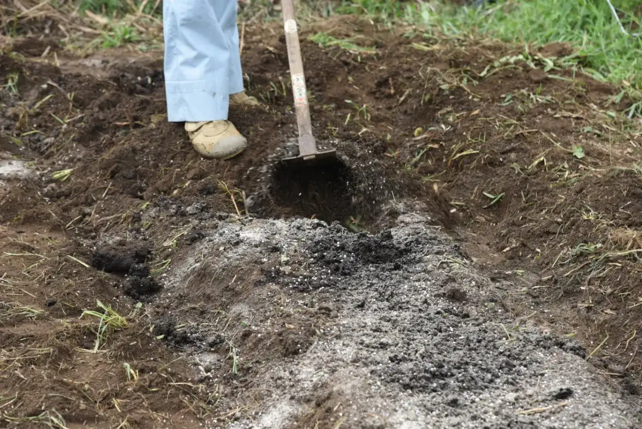 Osoba w jasnych spodniach i butach używa łopaty do rozsypywania wapna na działce, przygotowując glebę.