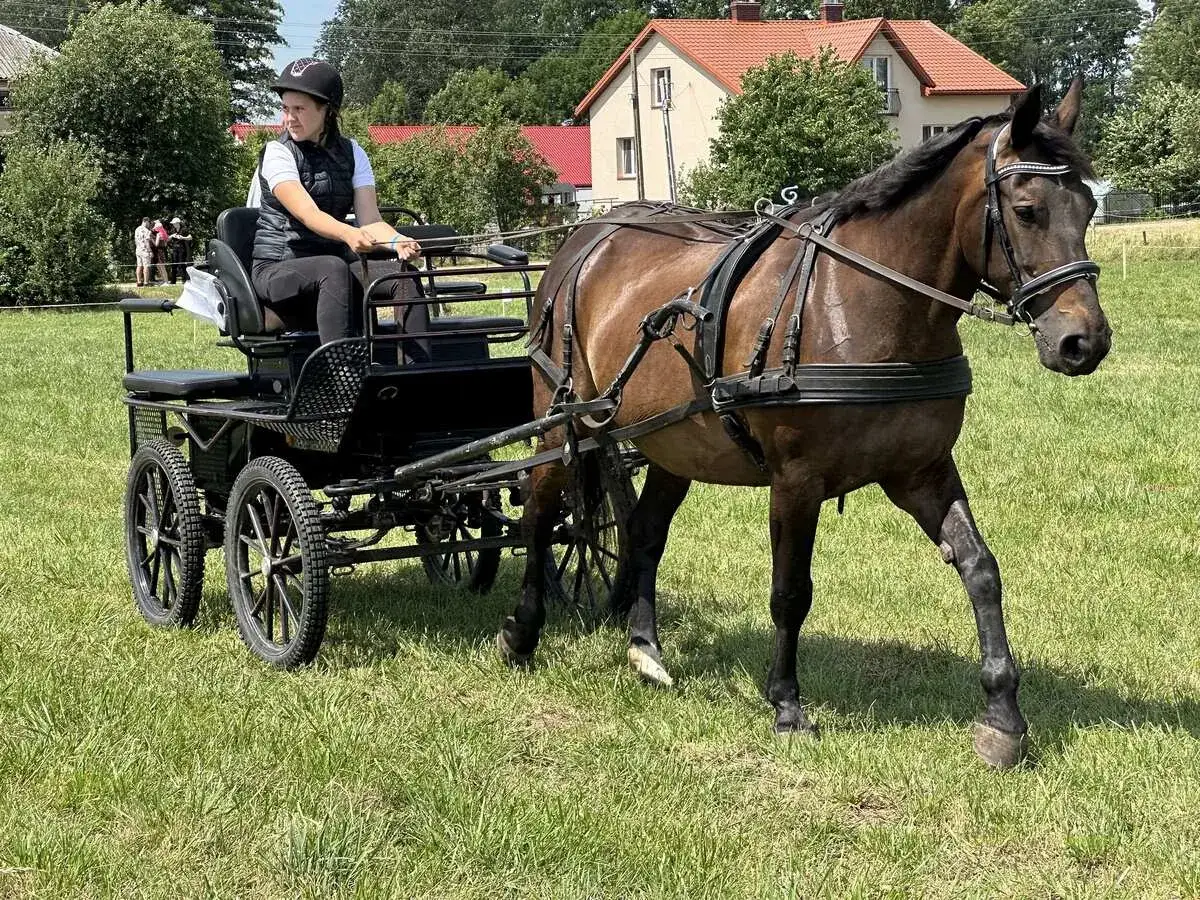 Silny koń roboczy ciągnie wóz, na którym siedzi młoda kobieta w kasku.