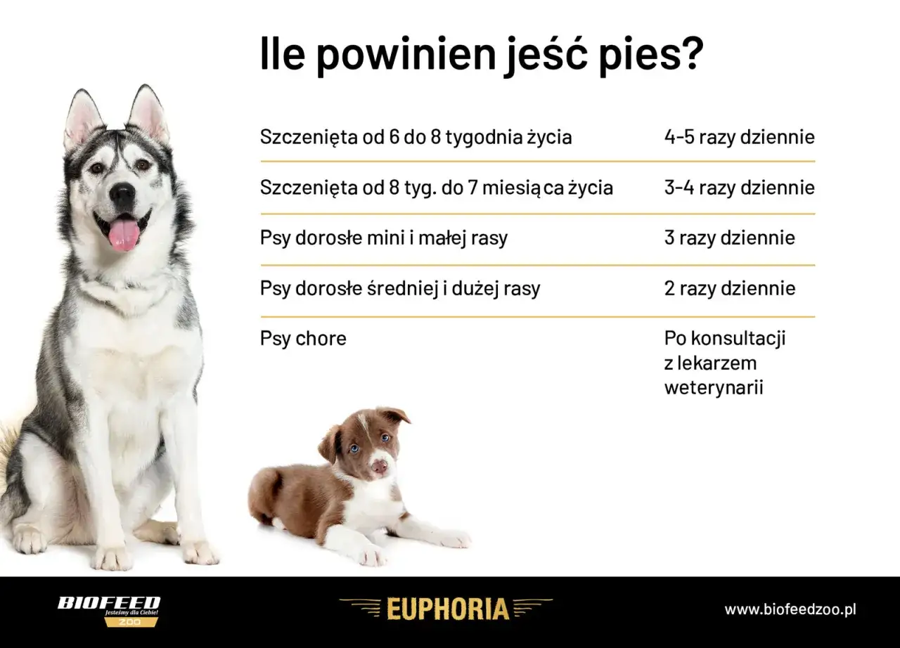 Ile razy karmić szczeniaka? Tabela podpowiada: od 6-8 tyg. życia 4-5 razy dziennie, starsze szczenięta 3-4 razy. Dorosłe psy 2-3 razy. Chore psy po konsultacji z weterynarzem.