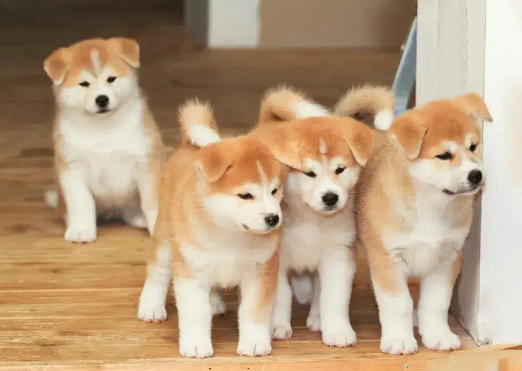 zdrowy szczeniak akita inu hodowla