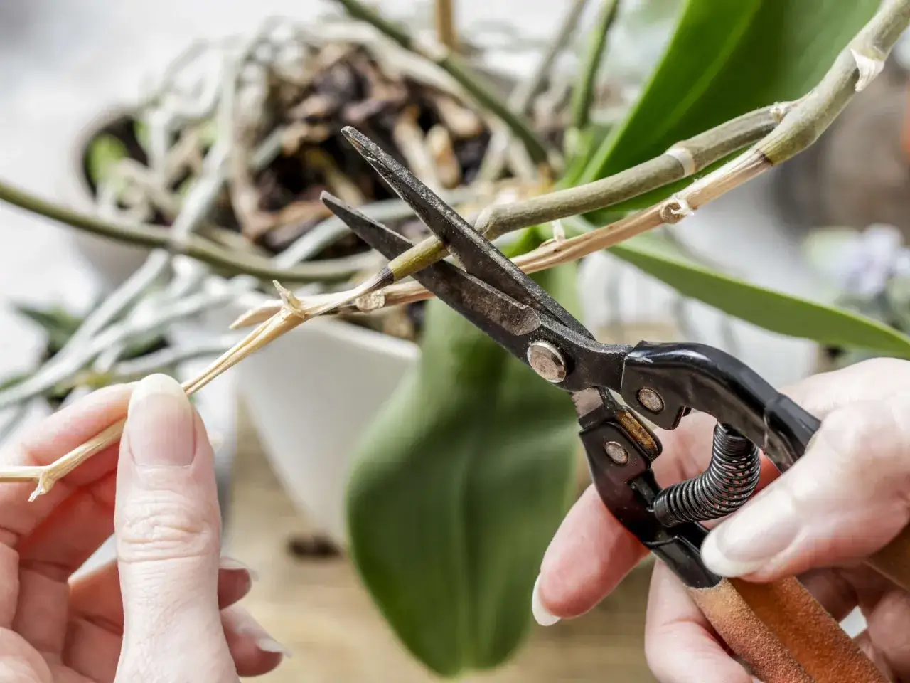 H&auml;nde schneiden mit einer Schere einen vertrockneten Stiel einer Orchidee, um die Pflanze zu pflegen.
