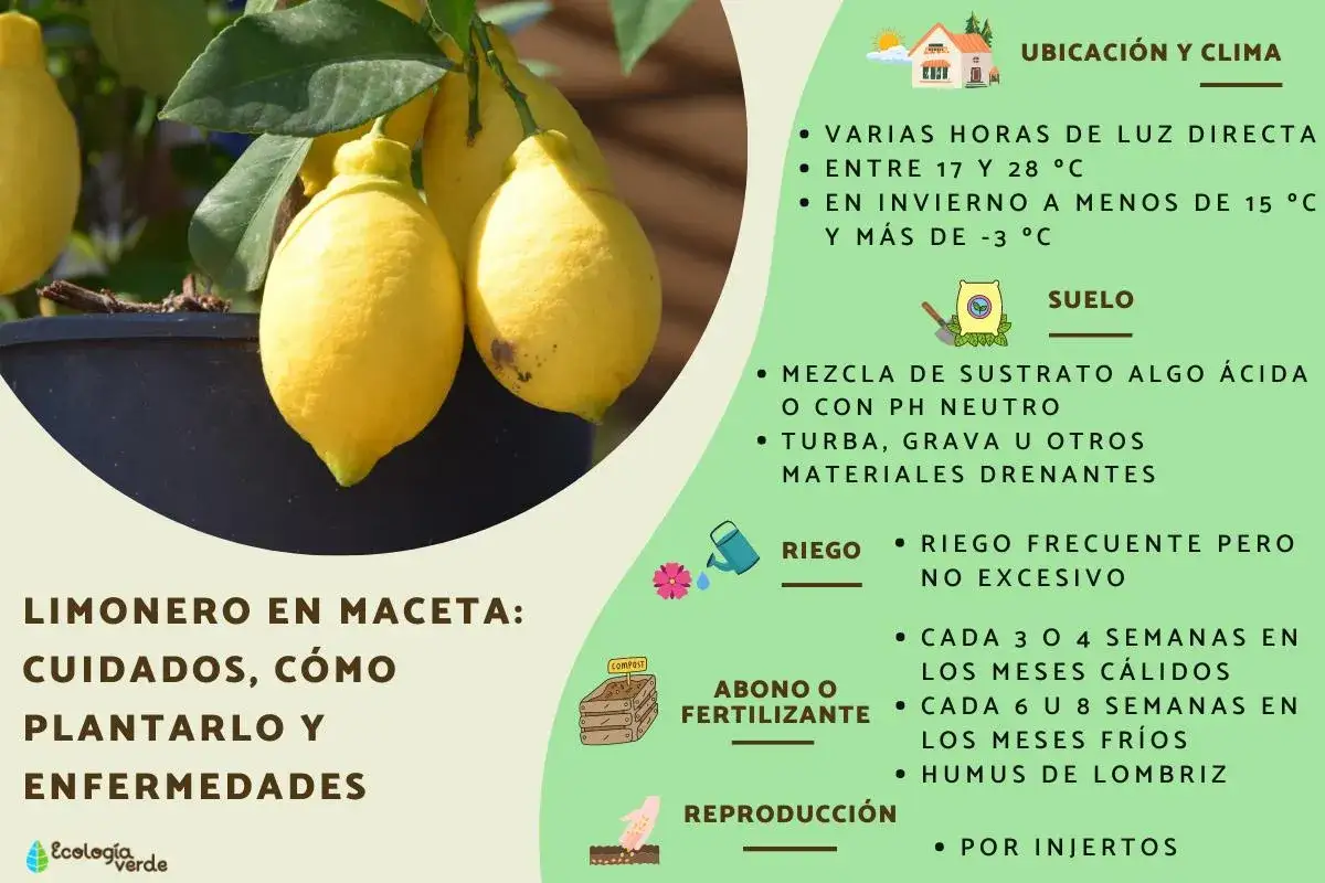 Limonero en maceta con limones amarillos. Guía de cuidados, ubicación, suelo, riego, abono y reproducción.
