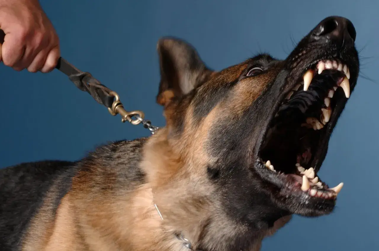 Un perro pastor alem&aacute;n con la boca abierta y los dientes al descubierto, ladrando a las personas que se le acercan.