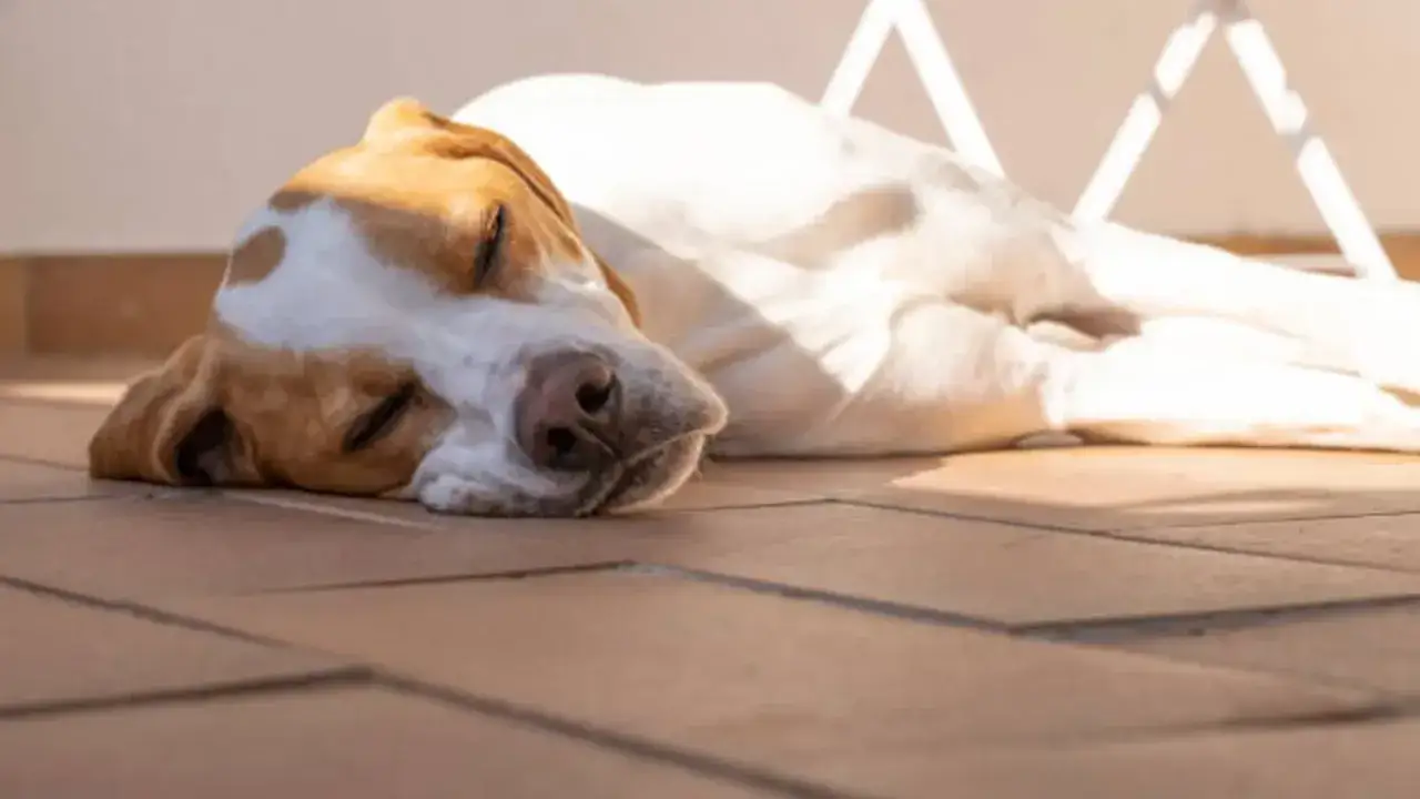 Un perro duerme pl&aacute;cidamente en el suelo, disfrutando del calor del verano.