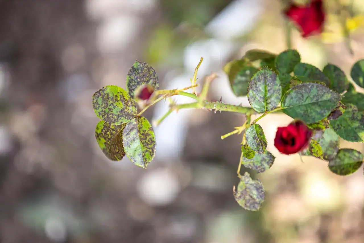 Foglie di rosa con macchie scure, sintomo di malattie fungine. Due boccioli rossi in lontananza.