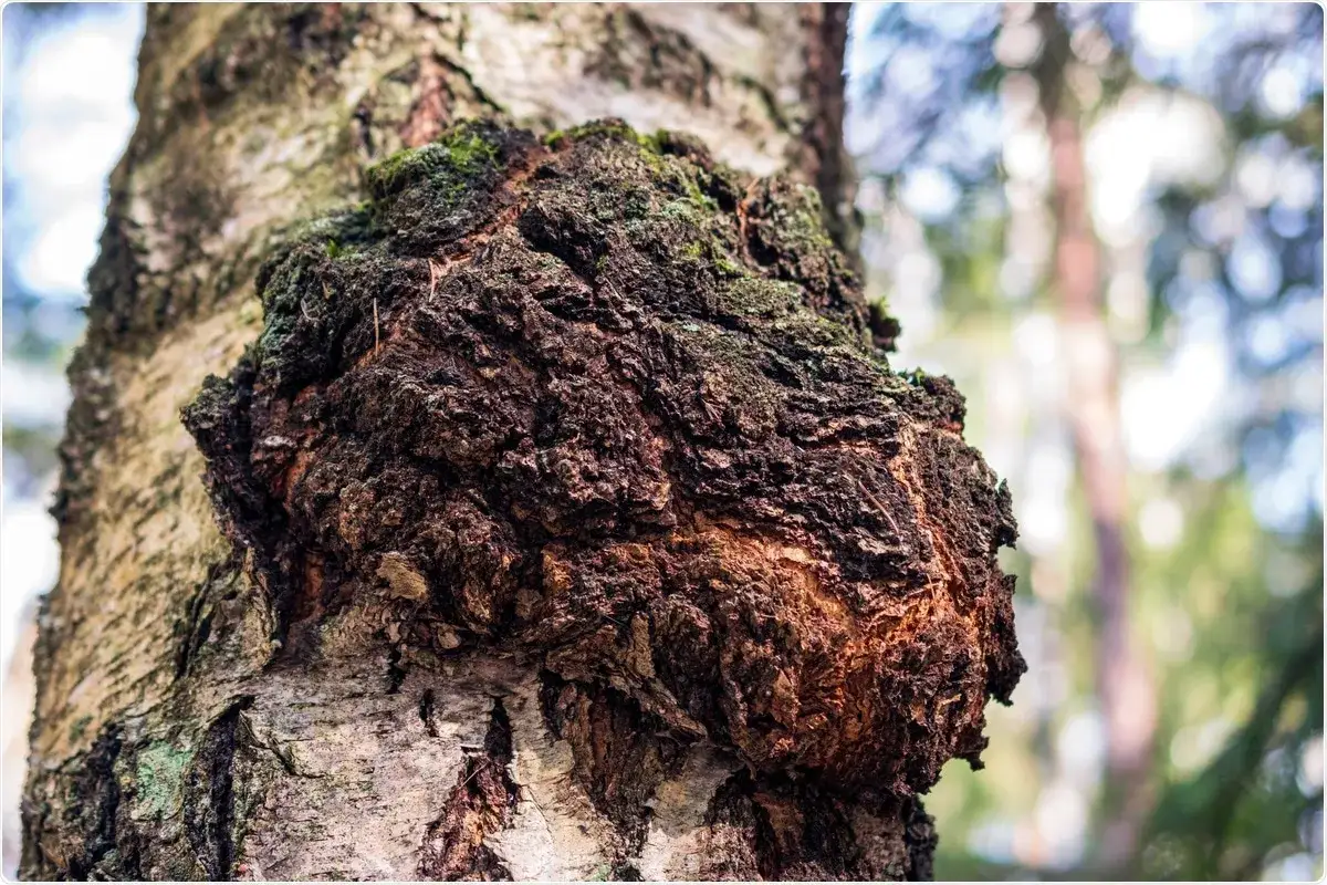 Gros plan sur un champignon chaga sur un tronc de bouleau, &eacute;voquant ses nombreux chaga bienfaits.