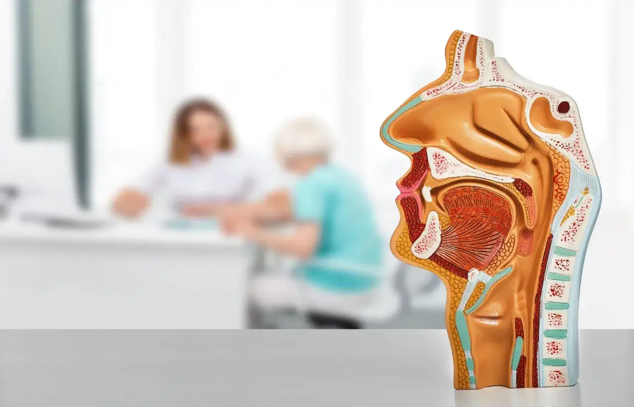 Modello anatomico della gola e del naso, con due persone sfocate sullo sfondo, forse in consultazione per il reflusso silente.