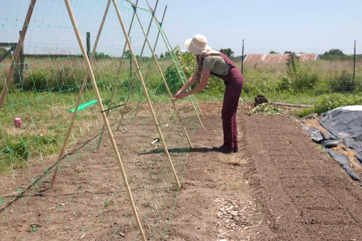 Une jardini&egrave;re installe un treillage pour ses haricots grimpants. Le soleil brille sur le potager.