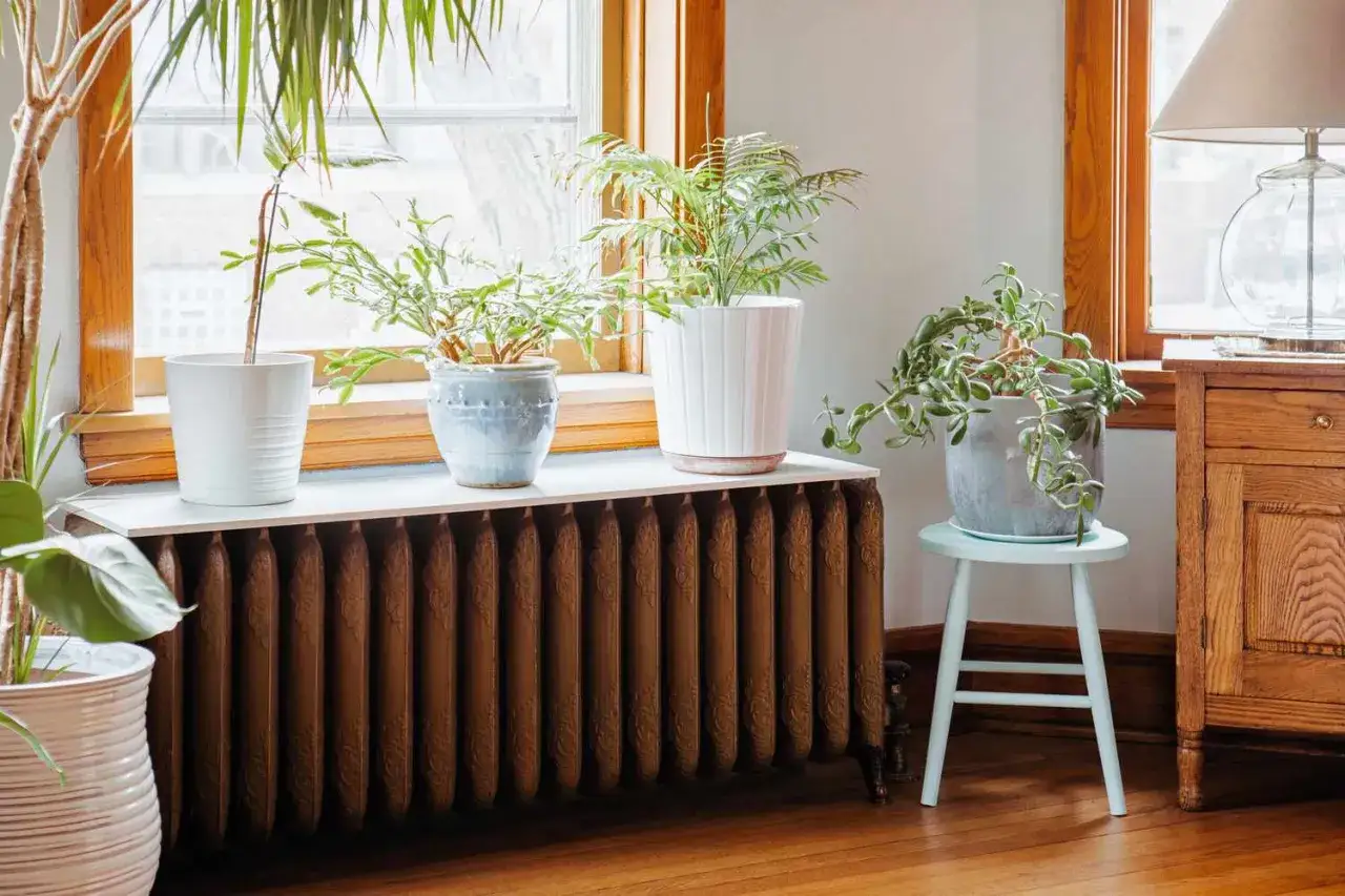 Plantas sobre un radiador de hierro forjado: ideas originales para cubrir radiadores y dar vida a tu hogar.