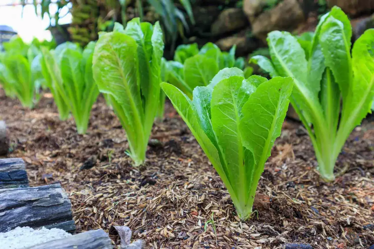 Rows of young romaine lettuce plants in rich soil. This image hints at the ideal time when to plant romaine lettuce for a healthy harvest.