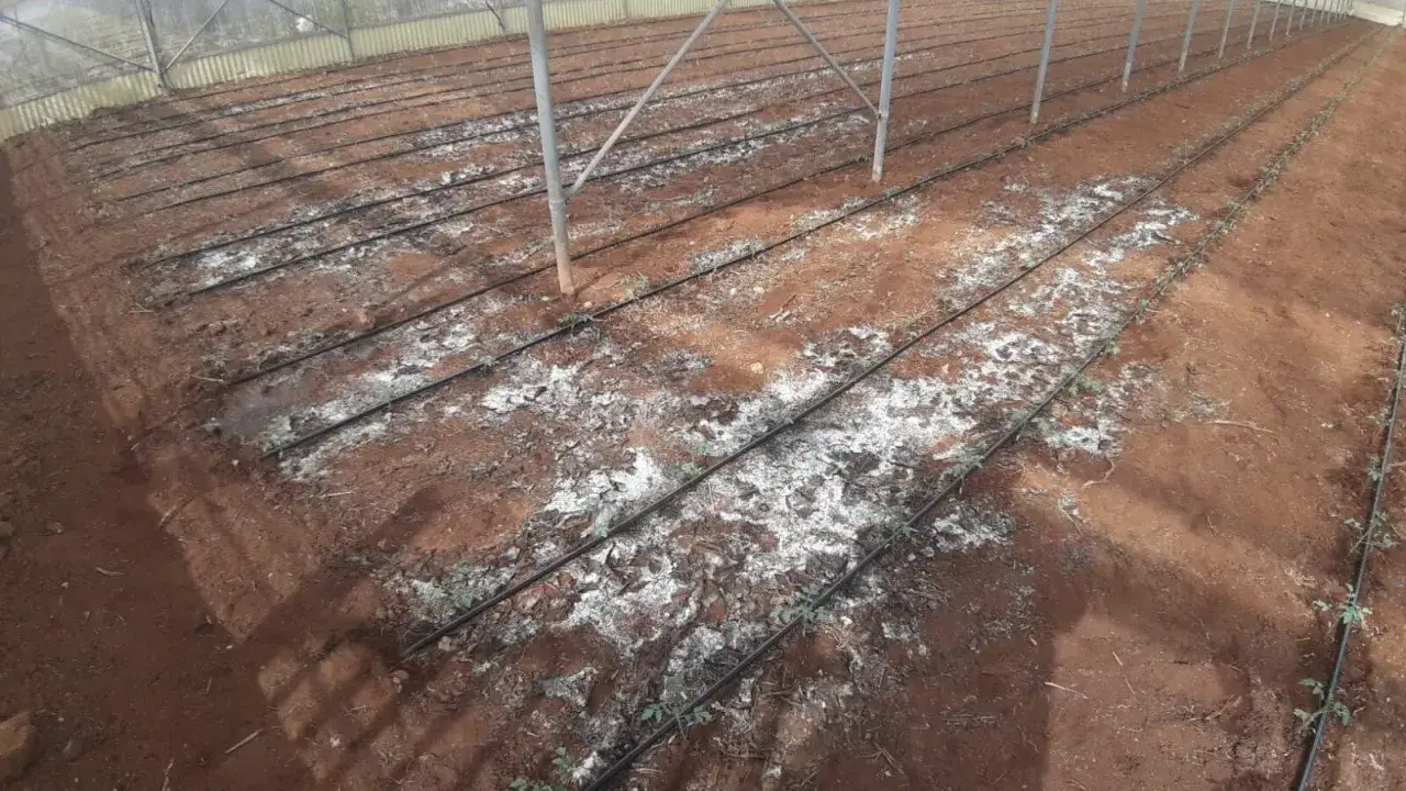 Terreno salmastro in serra con file di piantine e irrigazione a goccia. Si sta lavorando per come abbassare la salinit&agrave; del terreno.