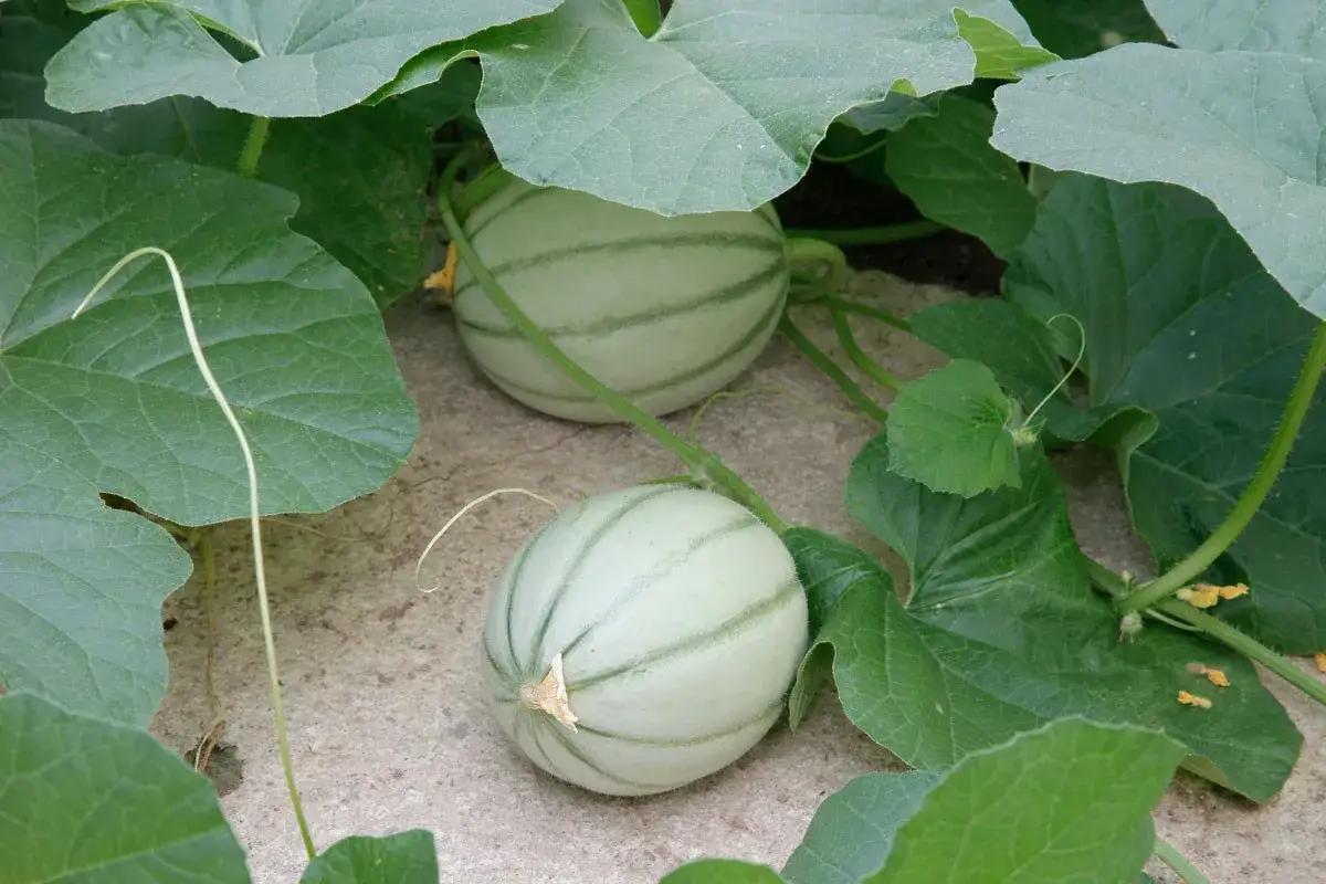 Deux jeunes melons verts, encore pâles, poussent dans une plantation de melon. Leurs rayures distinctives sont déjà visibles sous les grandes feuilles.