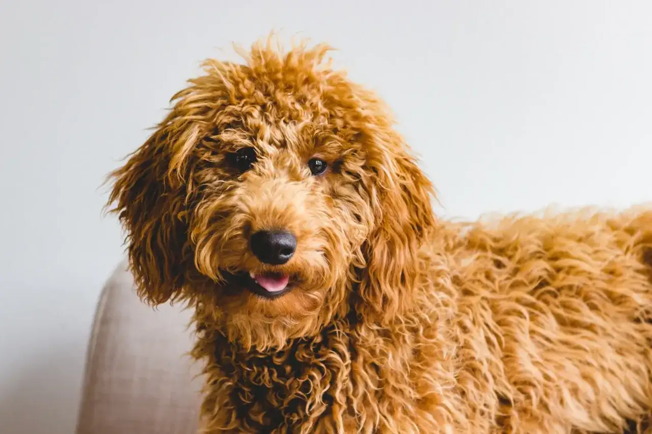 Uroczy, rudy goldendoodle z puszystą sierścią. Zastanawiasz się nad goldendoodle cena? Ten piesek jest wart każdej ceny!