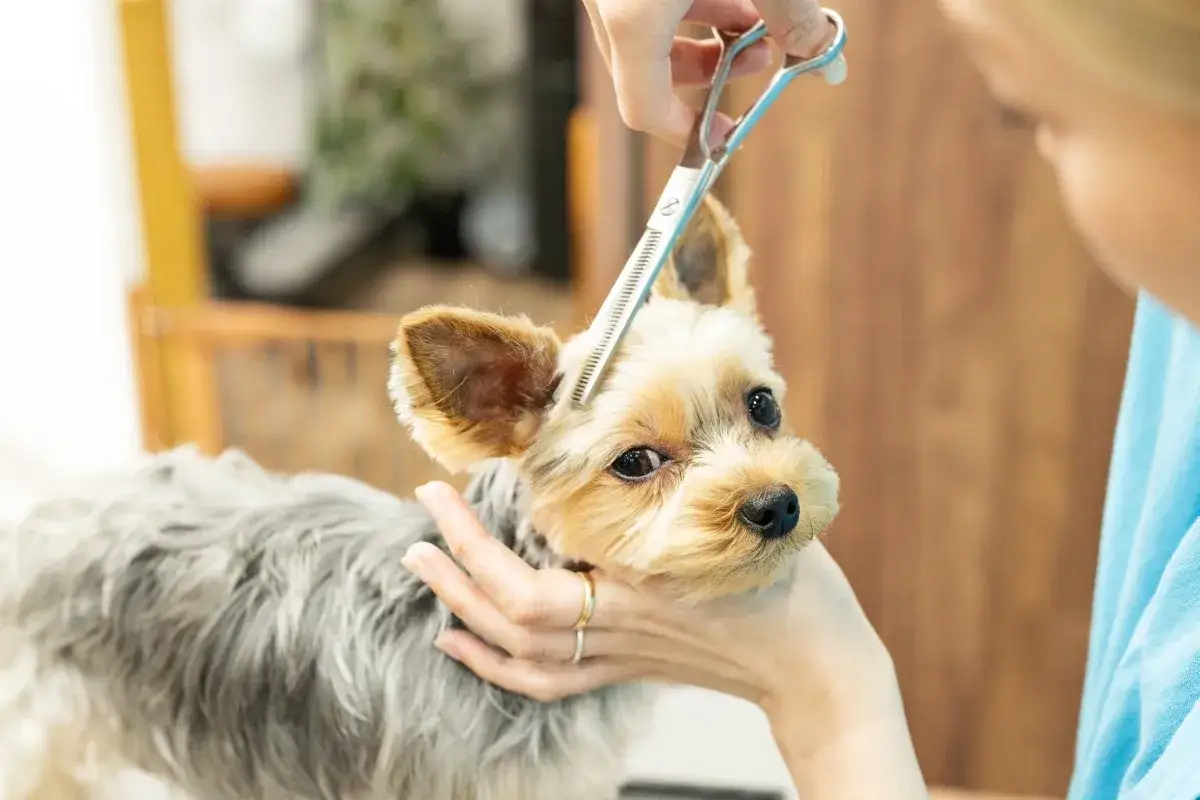 Delikatne strzyżenie yorka przy oczach. Groomer ostrożnie przycina sierść, aby piesek widział świat wyraźnie.