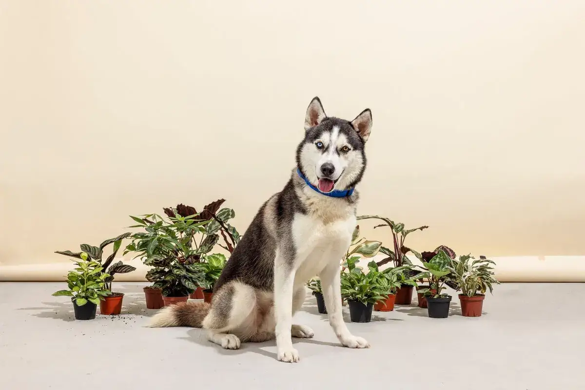 Siberian Husky siedzi wśród roślin doniczkowych. Czy aglaonema jest trująca? Piesek pilnuje, by żadna roślina nie ucierpiała.