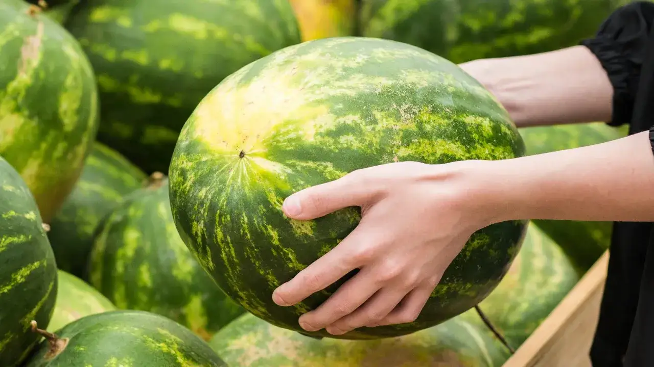 Ręce wybierają idealnego arbuza. Dużo zielonych arbuzów w tle.