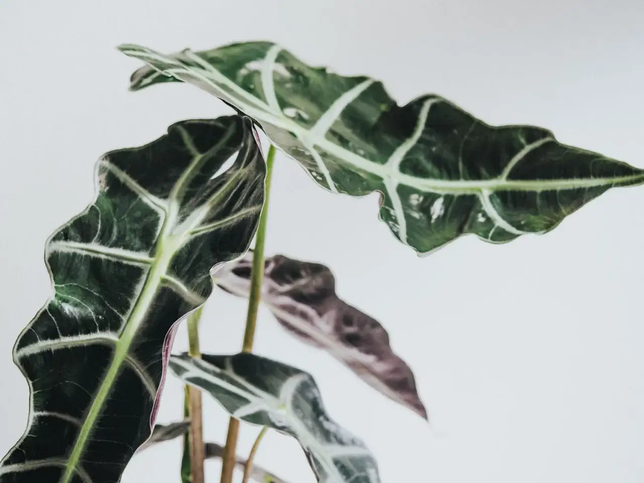Alocasia Polly med sina mörka, vågiga blad och ljusa ådror. En vacker inredningsdetalj.