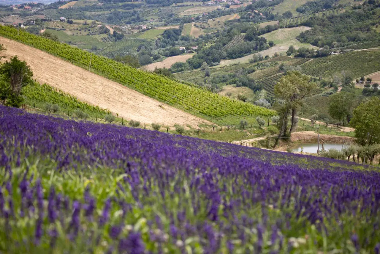 Un vasto lavandeto di Monteleone si estende su una collina, con vigneti e campi coltivati sullo sfondo.