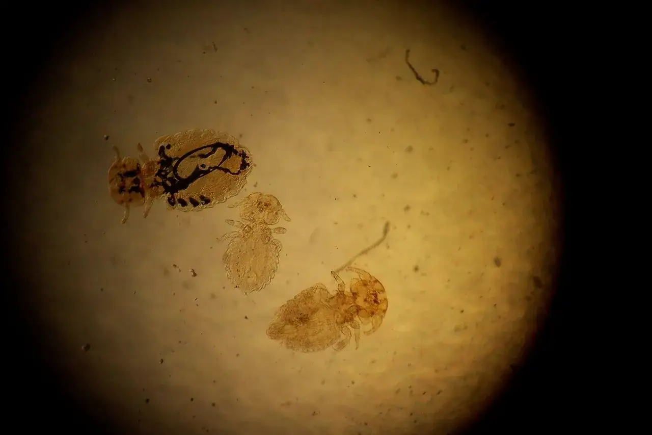 Tres piojos de perro bajo microscopio. Uno más grande muestra su sistema digestivo oscuro.