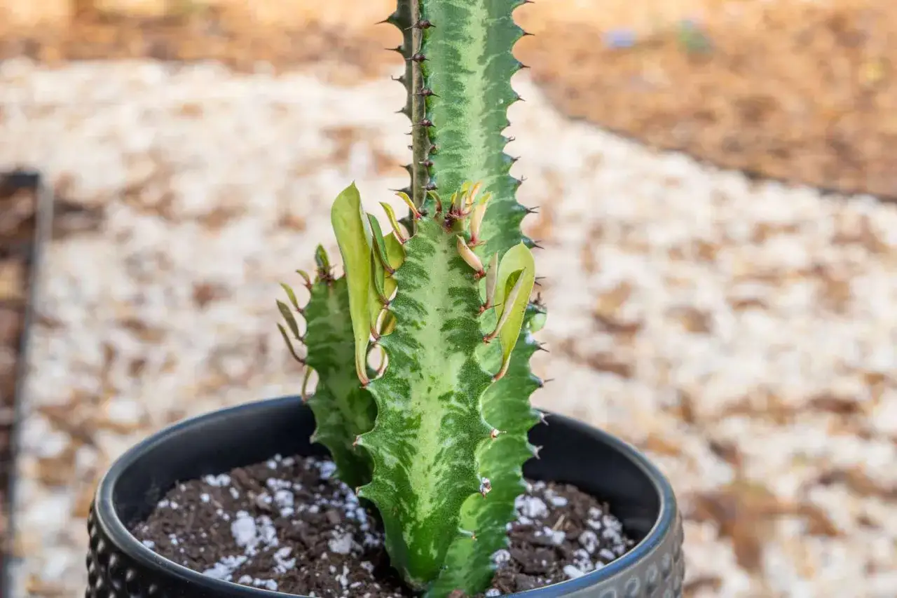 Zielona, kanciasta Euphorbia trigona z nowymi pędami wyrastającymi z boków, w czarnej doniczce na tle żwiru.