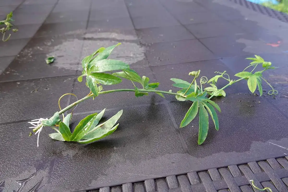 Ein junger Passionsfrucht-Trieb mit zarten Blättern und Ranken liegt auf einer dunklen Oberfläche. Perfekt für alle, die Passionsfrucht selber ziehen möchten.