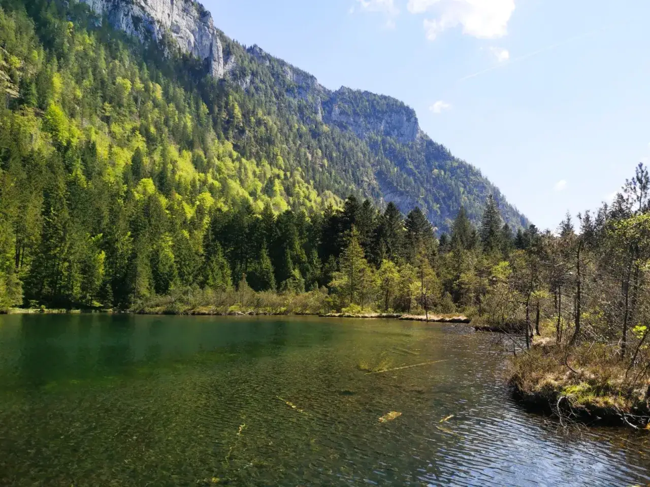 Klarer See mit Unterwasserholz, umgeben von einem dichten Wald, der sich an einen steilen Berg schmiegt. Ein friedlicher Blick auf den Falkensee Inzell.