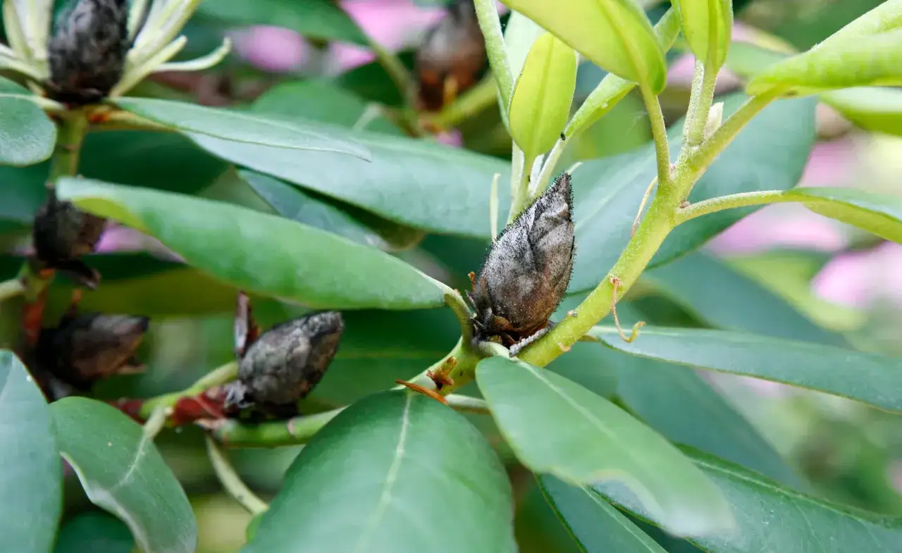 Braune, schimmelige Knospen an einem Rhododendron deuten auf Rhododendron-Krankheiten hin.