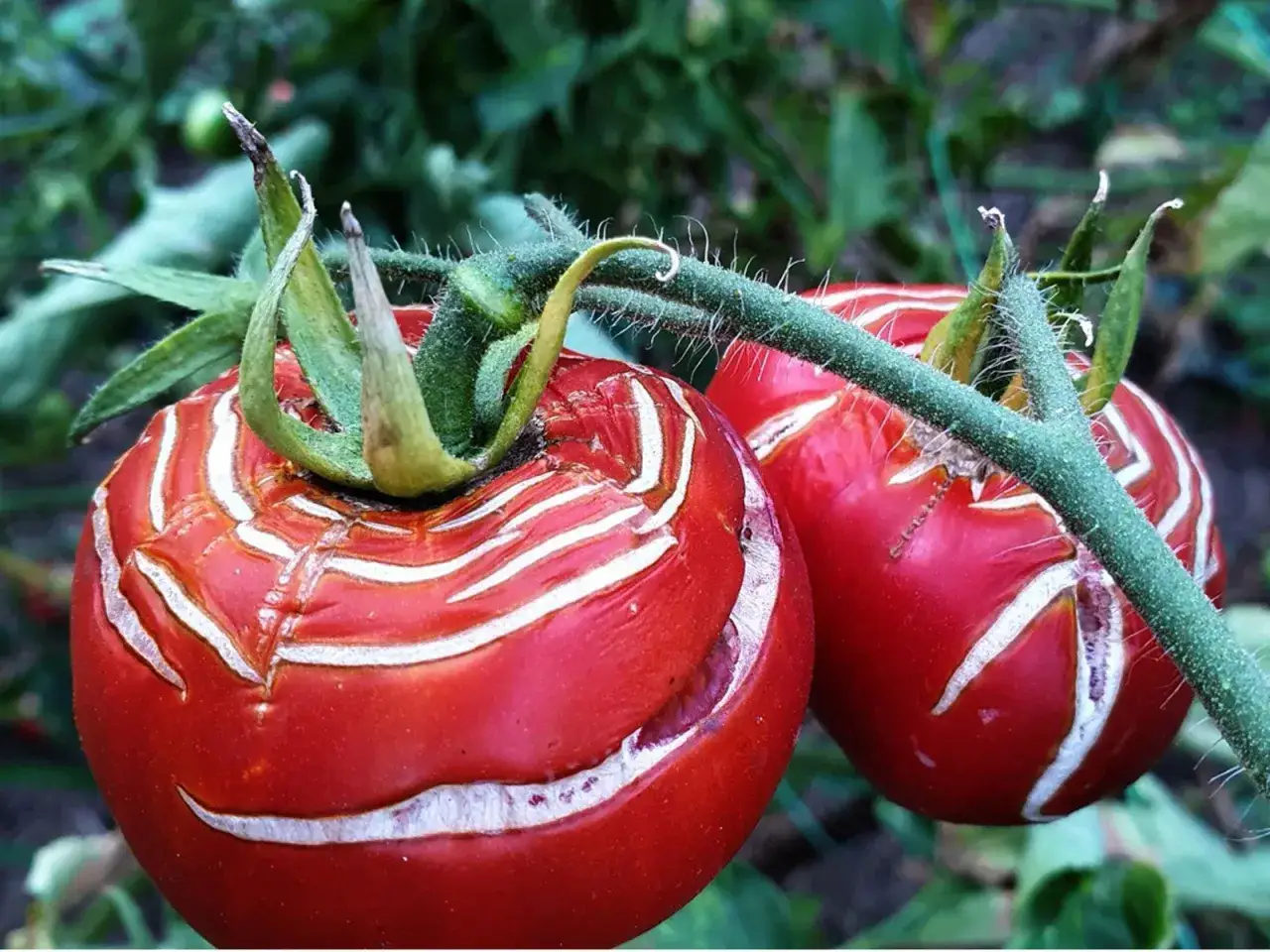 Reife Tomaten platzen auf dem Strauch, ihre roten Früchte mit weißen Rissen.