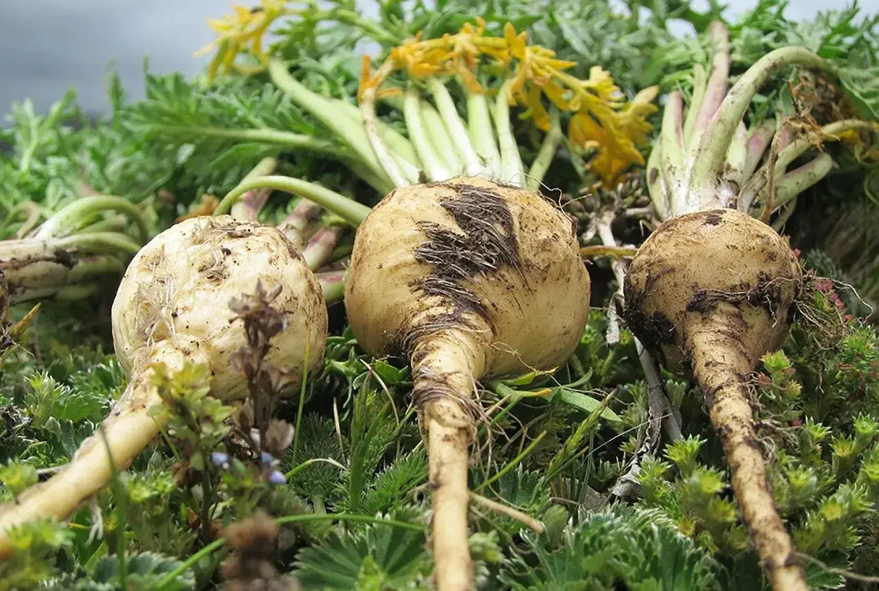 Trois racines de maca fraîchement récoltées, encore terreuses, reposent sur un lit de verdure. Le maca, plante péruvienne aux multiples vertus.