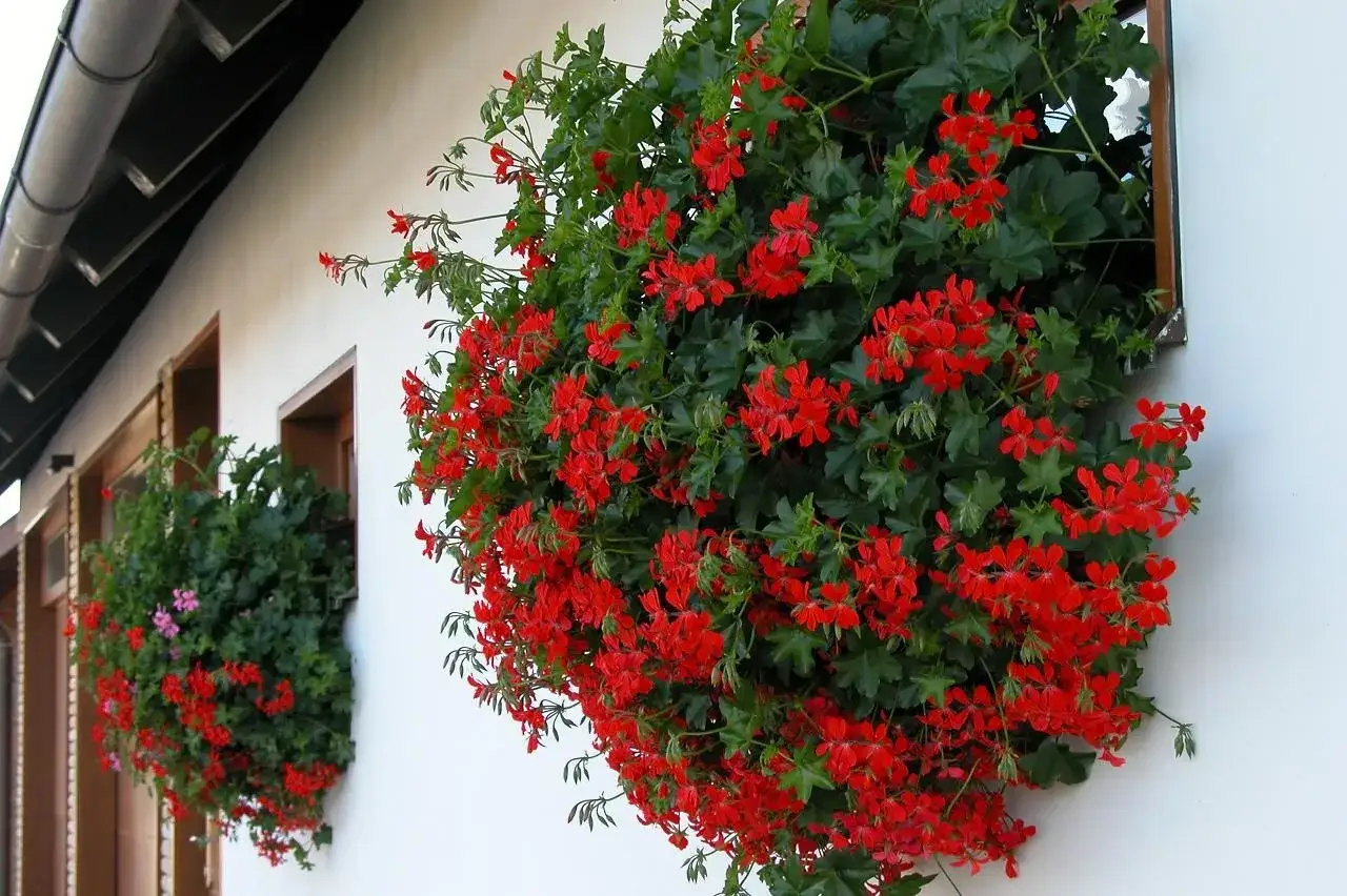 Obficie kwitnące pelargonie Calliope w intensywnym czerwonym kolorze zdobią okna domu, tworząc barwną kaskadę.