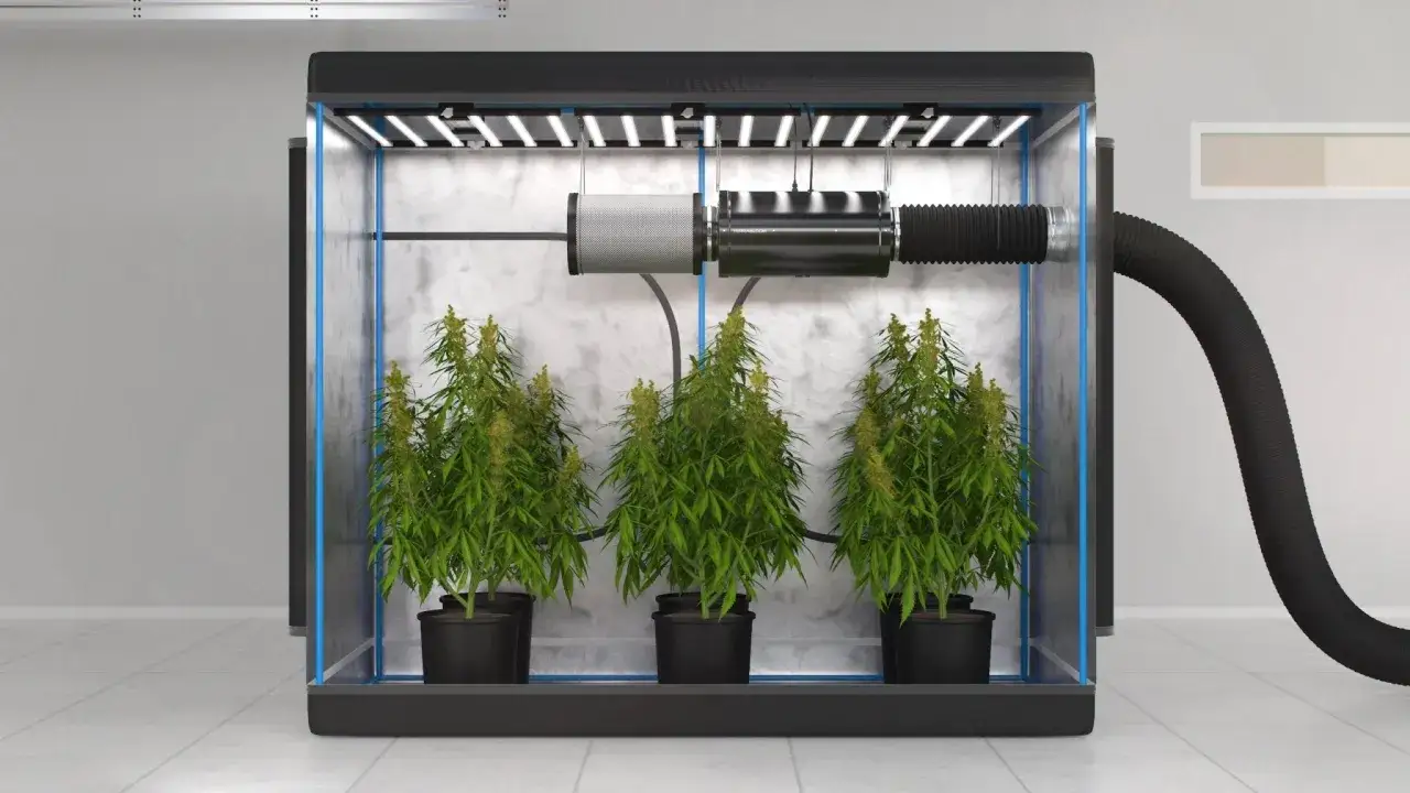 Odskåp med tre cannabisplantor, LED-belysning och ett ventilationssystem med kanalfläktar.