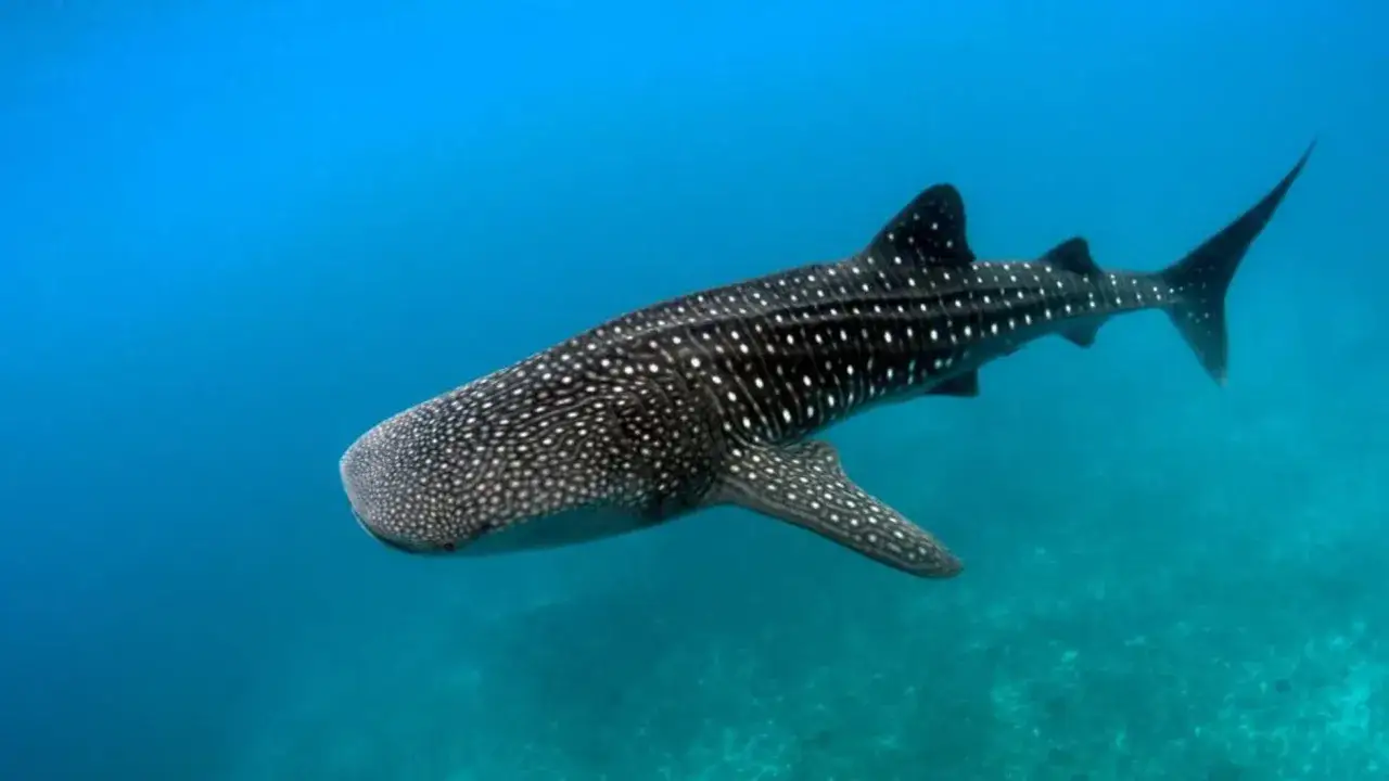 Un majestuoso tibur&oacute;n ballena, con su piel moteada de blanco, nada en aguas azules y cristalinas.