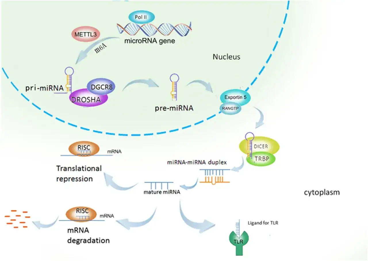 Proceso de maduración y acción del microRNA: desde el gen hasta la represión o degradación del ARNm.