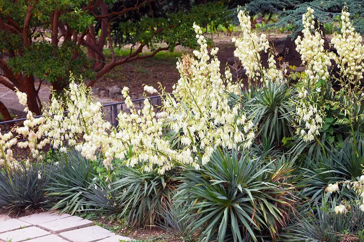 Magnifique yucca plante ext&eacute;rieur en pleine floraison, avec ses grappes de fleurs blanches pendantes. Un spectacle estival dans un jardin.